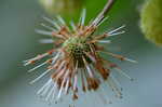 Buttonbush